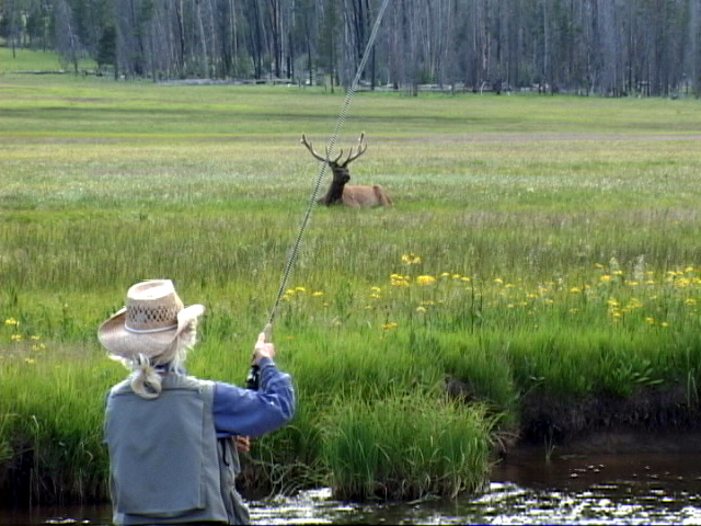 Fly Fishing Yellowstone Nat'l Park